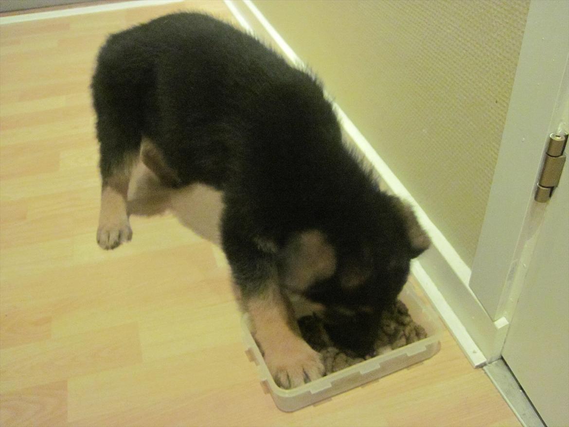 Schæferhund Team Marlboro Paik (Rex) - Første spisetid i mit nye hjem. billede 4