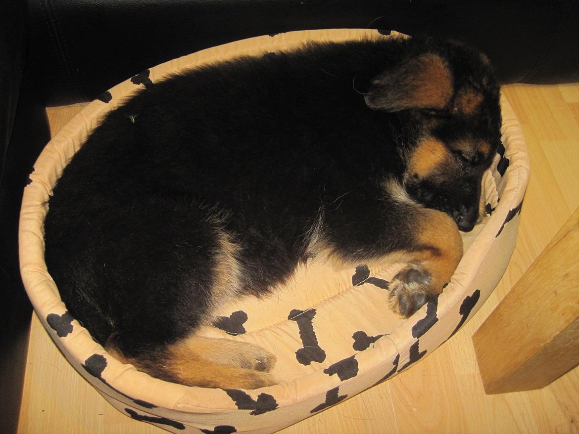 Schæferhund Team Marlboro Paik (Rex) - Den er god den her kurv, men tror de jeg er SÅ lille??? billede 5