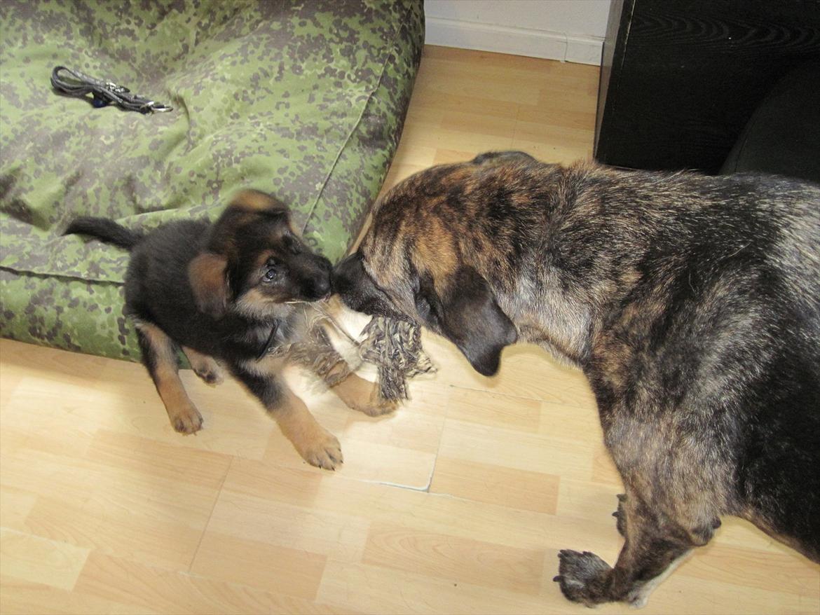 Schæferhund Team Marlboro Paik (Rex) - Mig og min nye storebror der leger. billede 6