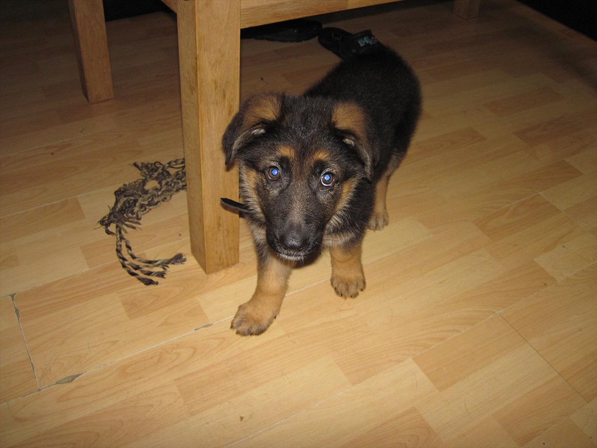 Schæferhund Team Marlboro Paik (Rex) billede 7