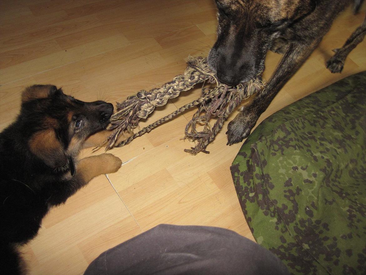 Schæferhund Team Marlboro Paik (Rex) billede 8