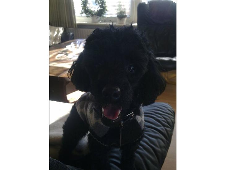 {{currentPhoto.altText}} billede {{currentPhoto.number}}