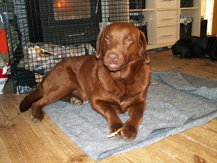 Labrador retriever Fungy billede 1