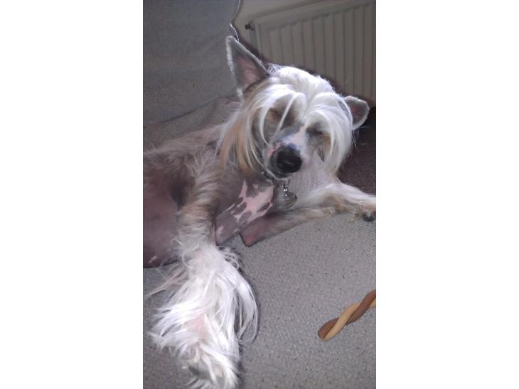 {{currentPhoto.altText}} billede {{currentPhoto.number}}