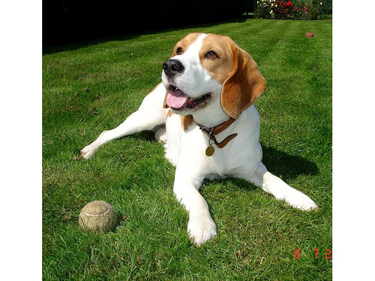 Beagle Mads / Fairytosh Mc. Cafferty - Velkommen til Mads' Profil =)
(Fotograf: Mig. 06.07.11) billede 1