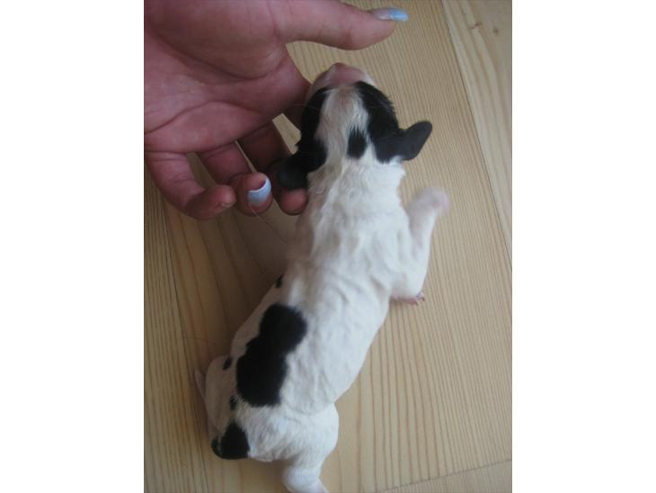 Field Trial spaniel Sally - Sally 1 uge gammel billede 1