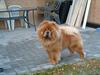 Chow chow Trever of The Chinas Joy [ Himmelhund]