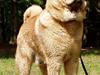 Chow chow Bidachow's A-Smooth Aslan [ Himmelhund]