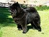 Chow chow Shi'tou Cassiterit [ Himmelhund]