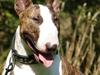 Bullterrier  Nemo  c",)