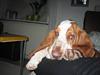 Basset hound Boris Flummer