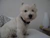 West highland white terrier Tony