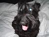 Skotsk terrier perle (king skot egly)RIP