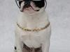 Fransk bulldog Laco [ Himmelhund]