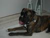 Boxer zep