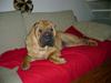 Shar pei China House Zarabi *DØD*