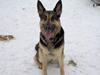 Schæferhund sassi