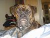 Boxer Bastian
