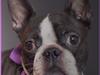 Boston terrier DeeDee