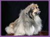 Pekingeser Hugo