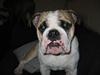 Engelsk bulldog Kalle