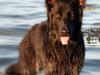 Schæferhund Jabina Luscha **RIP**