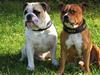 Staffordshire bull terrier ozzy