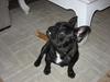 Fransk bulldog BUSTER