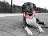 Amerikansk staffordshire terrier Great Vikings Misty