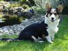 Welsh corgi cardigan A&H Faarup Wimmer [ Himmelhund]
