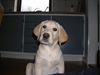 Labrador retriever Tessa