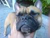 Fransk bulldog Hansi
