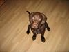 Labrador retriever *A. Ziggi*