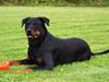 Rottweiler Chantie