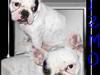 Fransk bulldog Gizmo * i hundehimlen*