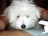 Coton de tulear coci  (rip)