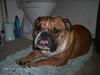 Engelsk bulldog Otto