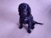 Cocker spaniel Django