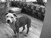 Amerikansk staffordshire terrier ,. Kato ( Ny Ejer "Tina N