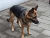 Schæferhund tøsen *død*