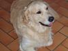 Golden retriever basco