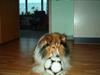 Shetland sheepdog Rollif`f  Boy