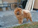Chow chow Trever of The Chinas Joy