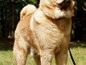 Chow chow Bidachow's A-Smooth Aslan