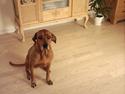 Rhodesian ridgeback R.I.P Nala