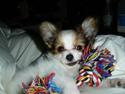 Papillon Blago