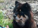 Eurasier Bymosen's Amir.