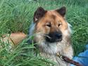 Eurasier Bymosen's Athena