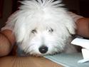 Coton de tulear coci  (rip)