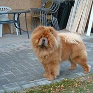 Chow chow Trever of The Chinas Joy